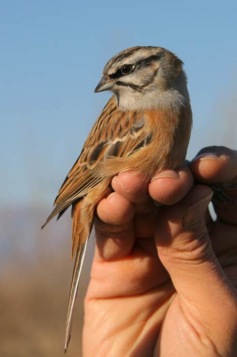 Zigolo muciatto (Emberiza cia)